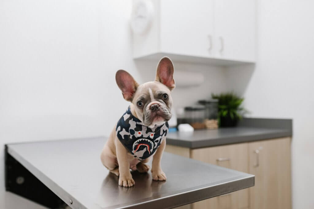 Veterinary Insurance Policy in Dallas, TX