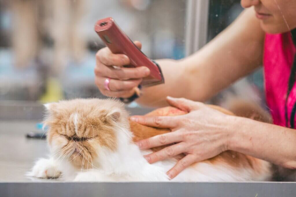 Pet Groomer Insurance – Dallas, TX